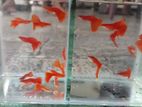 Guppy Fish