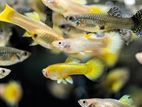 Guppy Fish