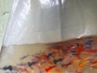 Guppy Fish