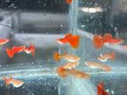 Guppy Fishes
