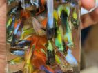 Guppy Fish