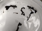 guppy fish