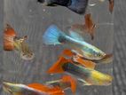 guppy fish