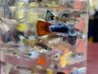 Guppy Fish