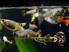 Guppy Fish