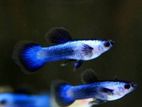 Guppy Fish