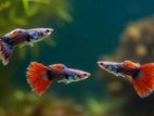 Guppy Fish