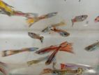 Guppy Fish