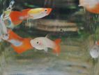 Guppy Fish