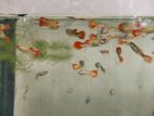 Guppy Fish