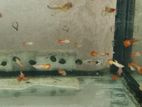Guppy Fish