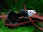 guppy fish