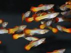 Guppy Fish