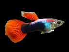 Guppy