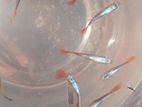 Guppy Fish