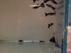 guppy