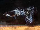 Guppy Fish