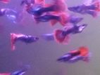 Guppy Fish