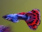 Guppy Fish