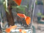 Guppy Fish