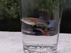Guppy Fish