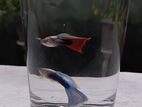 Guppy Fish