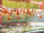 Guppy Fishes