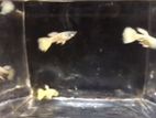 Guppy