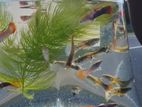Guppy Fish