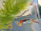 Guppy Fishes
