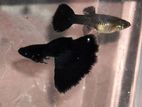 Guppy Fish
