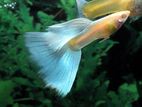 Guppy