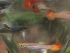 Guppy Fishes