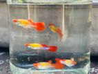 Guppy