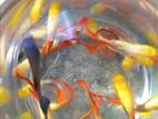 Guppy Fish