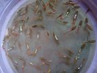 Guppy Male