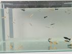 Guppy with Molly Fishes