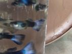 Guppy Moscow Blue
