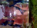 Guppy Moscow Blue