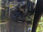 Guppy Moscow Blue