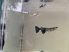 Aquarium Fishes