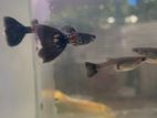Guppy Fish
