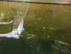 Guppy’s for sale