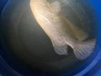 Gurami Fish
