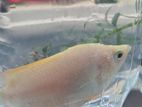 Gurami Fish