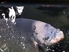 Gurami Fish