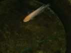 Gurami Fish
