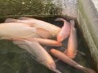 Gourami Fish