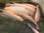 gurami fish