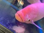 Gurami Fish